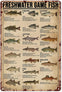 Freshwater Game Fish Metal Wall Poster 2 Sizes