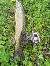 Kingdom Micro Monster Baitcasting Reel 7.1:1/8.1:1 8+1BB 4Kg Max Drag Shallow Spool