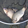 Collapsible Stainless Steel Fishing Net