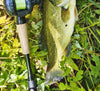 Tsurinoya SPIRIT FOX 150 Ⅱ BFS Baitcaster 7.3:1 8+1BB 5Kg Max Drag 169g