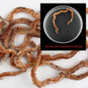 Lifelike Scented Centipede Worms - Soft Artificial Bait for Saltwater/Freshwater