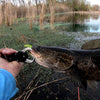 Goture 8/9/10cm Topwater Silicone Frog Lure